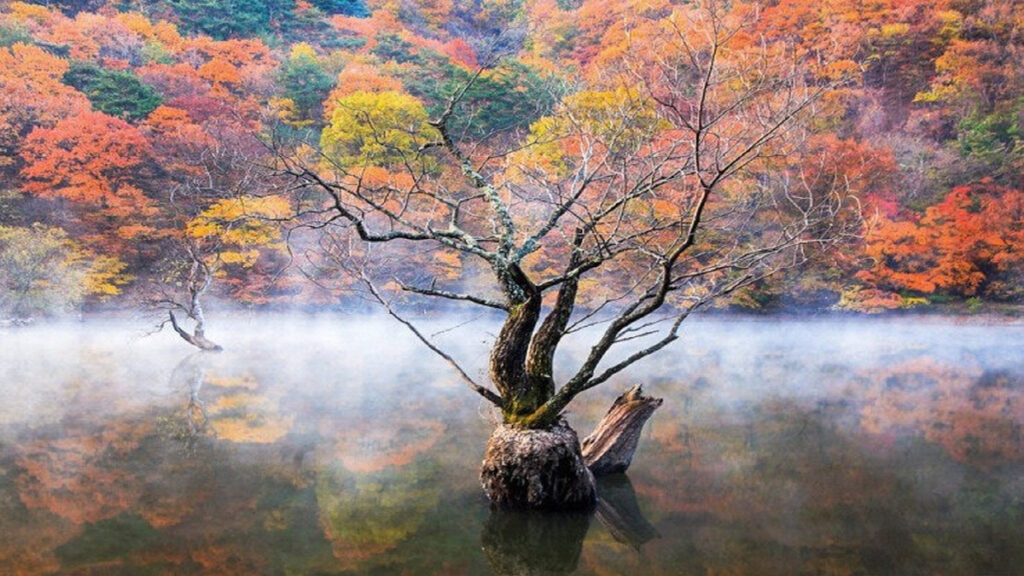 청송 힐링 여행 명소 주산지 풍경