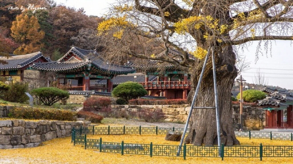 영천 힐링 여행 명소 임고서원