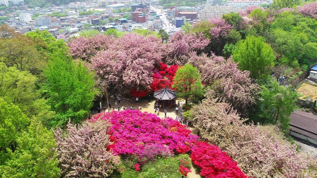 전주 완산꽃동산 풍경 – 봄철 벚꽃과 철쭉이 만개한 동산 전경, 정자와 산책로 포함