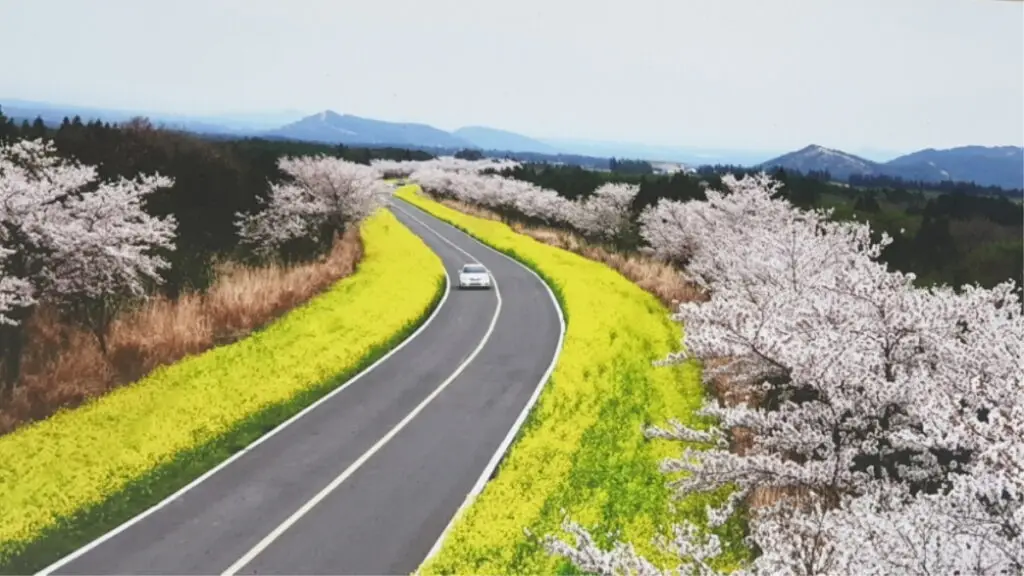 표선면 가볼만한곳 녹산로 유채밭길