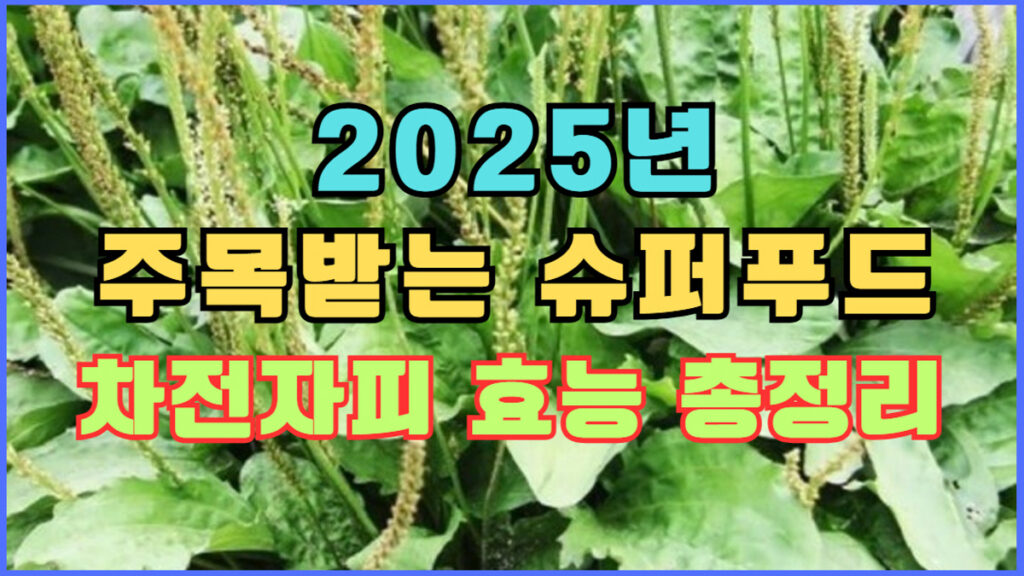 2025년 슈퍼푸드 차전자피 효능 정리, 장 건강과 다이어트에 좋은 식이섬유